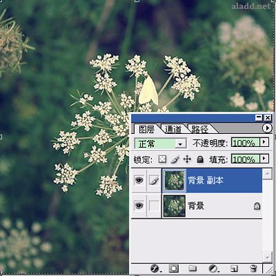 Photoshop為普通花卉照片添加柔和藝術效果,PS教程,Photoshop教程