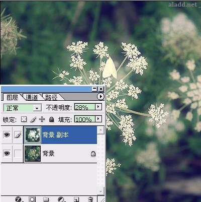 Photoshop為普通花卉照片添加柔和藝術效果,PS教程,Photoshop教程